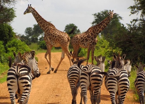 Hôtel Kena Beach Resort by Ovoyages et Safari 2nuits - 16