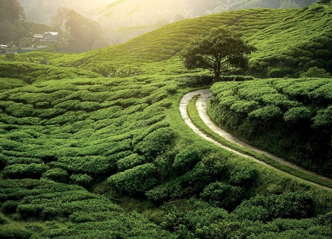 Circuit Trésors du Sri Lanka et Extension à Kalutara - 12