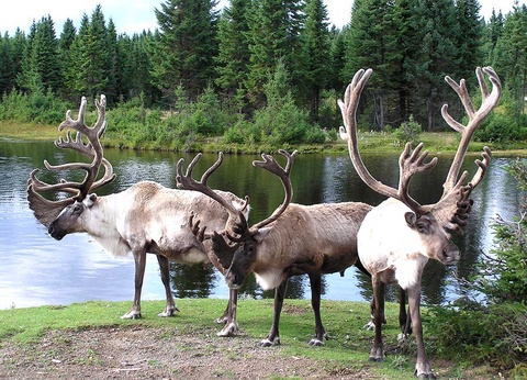 Circuit Canadavision 12 jours - 13