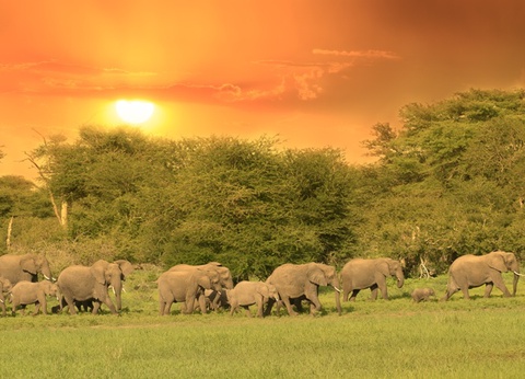 L'Afrique du Sud Intimiste, Chutes Victoria & Parc Chobe - 17J/14N Limité à 16 pers. (sauf sur la partie Victoria et Chobe) - Dès le 07/04/25 - Vols Long Courrier Air France - 4