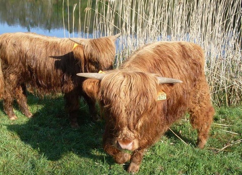 Camping Ramstein Plage, 3* - 19