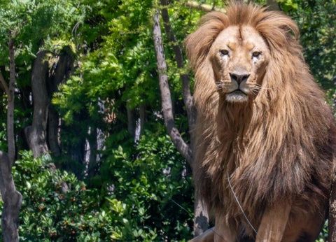 Aventurez-vous au ZooSafari de Thoiry le temps d'un week-end - 4* - 15
