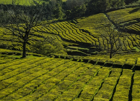 Au Coeur des Açores - Iles des Acores - 5