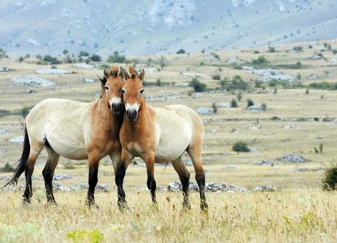 Mongolie, terre nomade - 4