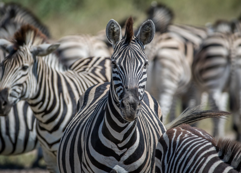 Circuit Aventures Australes, de l'Afrique du Sud au Botswana - 19