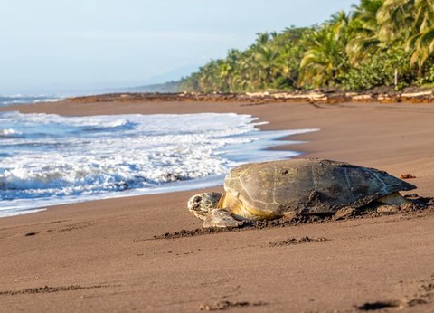 Splendeurs du Costa Rica & extension Puntarenas 13J/11N - 2026 - 12