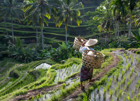 Circuit Lotus de Bali et Plage - 8