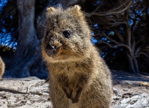 La Grande Traversée de l'Australie - 5