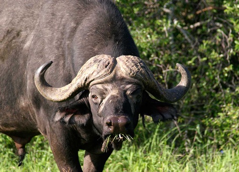 Circuit Safari Kilimandjaro 4* - 5