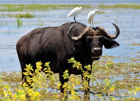 Circuit Inoubliable Botswana - 12