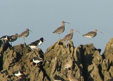 Camping Baie de Terenez 3* - 41