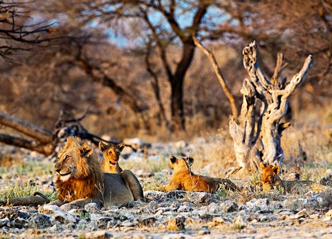 Circuit Pays himba, dunes et réserves de Namibie - 17