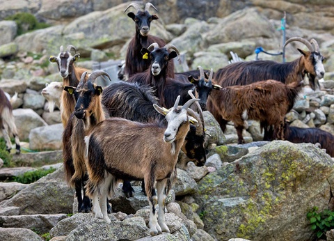 Circuit La Corse au fil des rails au départ d'Ajaccio - 6
