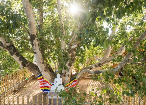 Circuit Intense Sri Lanka (privatif) et Framissima Mermaid 4* - 19