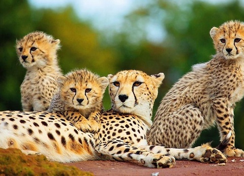 Camping Marvilla Parks - La Pinède 4* - 34