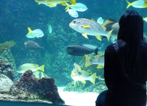 Flower Camping L'Abri-Côtier, 3* - 146