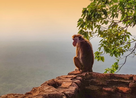 Circuit Splendeurs Insolites de Ceylan - 27