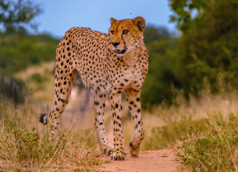 Circuit Du Parc Kruger au Cap de Bonne Espérance - 12