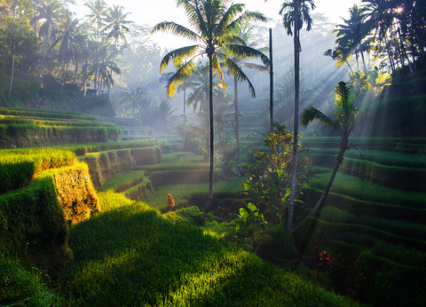 Circuit Balade Authentique du Volcan Ijen aux Rizières de Bali - 20