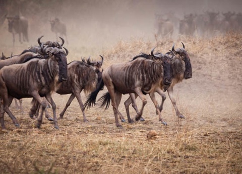 Circuit Safari Bahashishi - 16