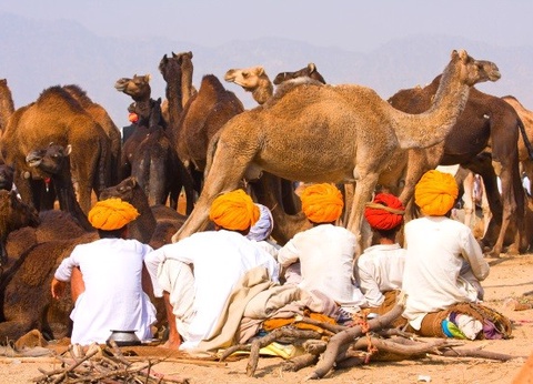 Circuit Trésors du Rajasthan 3* - 12