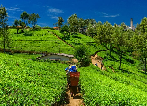 Circuit Les Incontournables du Sri Lanka et Extension Anantaya Resort & Spa 5*nl - 2