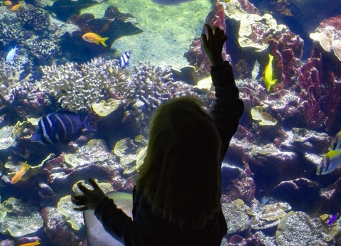 Séjour familial avec entrée à l'Aquarium Nausicaa - 3* - 20