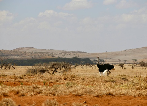 Circuit Lumières d'Afrique Safari au coeur du Kenya - 16