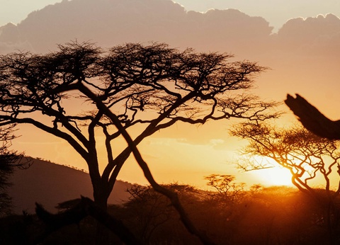 Circuit Lumières d'Afrique Safari au coeur du Kenya - 4