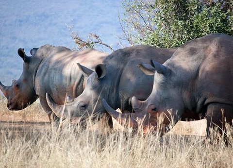Circuit Du Parc Kruger au Cap de Bonne Espérance - 14