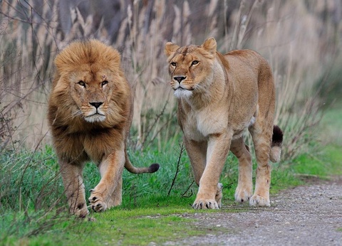 Camping La Grange Neuve, 3* - 49