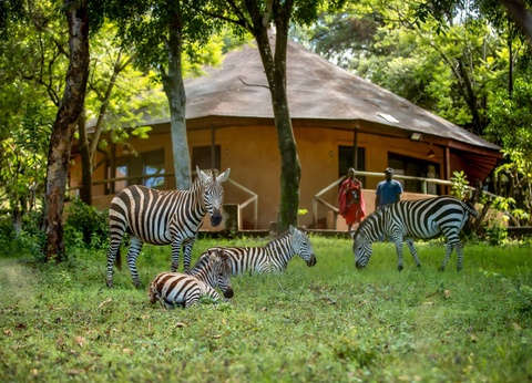 Circuit Lumières d'Afrique Safari au coeur du Kenya - 21