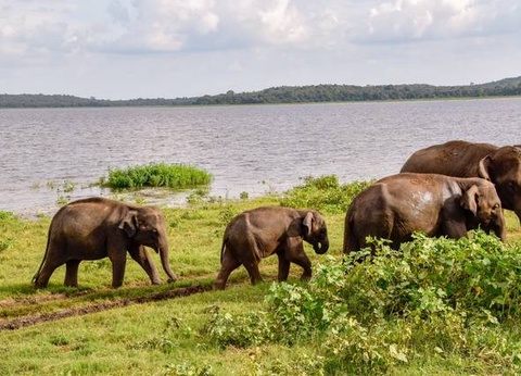 Circuit privé Ceylan buissonnier - 11