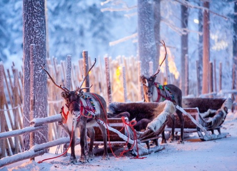 Circuit Rêveries en Laponie et nuit en igloo de verre - 2
