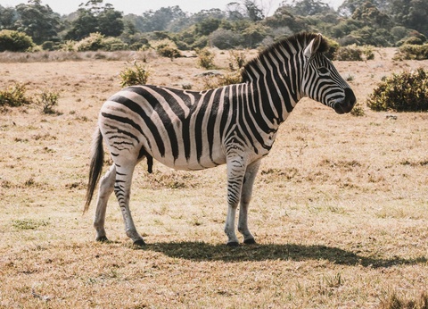 Circuit Essence d'Afrique du Sud et extension aux Chutes Victoria **** - 15