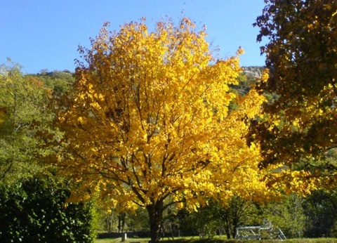 Flower Camping Le Plan d'eau 3* - 25