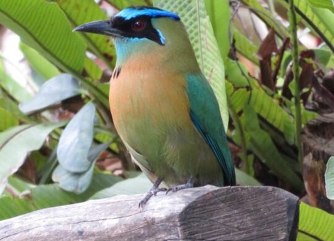 Circuit entre Jungles et Forêts du Costa Rica + extension Playa Samara - 6