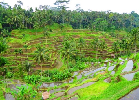 Circuit Immersion à Bali - De Denpasar A Denpasar - 5