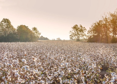 Circuit Coeur de Louisiane, entre Bayous et Plantations - 5