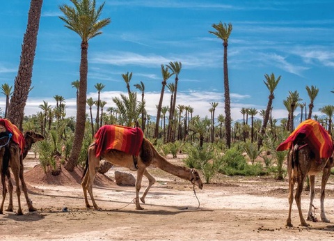 Riad Miel & Citron & Spa - 9