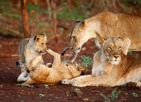 Chroniques d'Afrique Australe - Afrique du Sud, Zimbabwe, Eswatini - 24