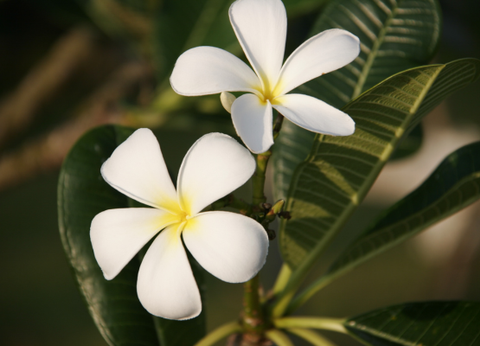 Combiné De Bangkok à Koh Lanta 5* - 16