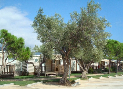 Camping Costa Dorada - 12