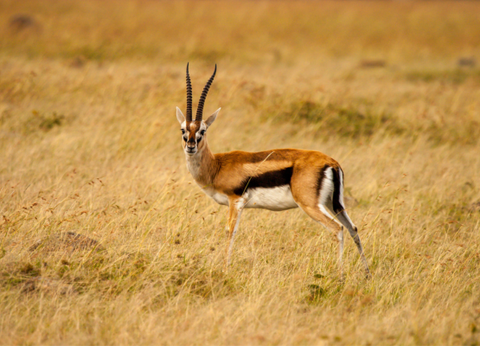 Circuit Safaris de Légende - 19