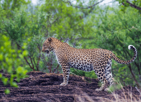 Circuit Trésors du Sri Lanka en Privatif et plage à Pasikudah 3* - 23