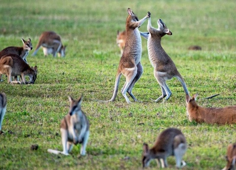 Circuit Australie et Singapour : La route des merveilles en 4* - 6