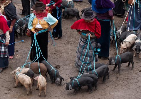 Circuit Splendeurs de l'Equateur et Séjour Galapagos - 13