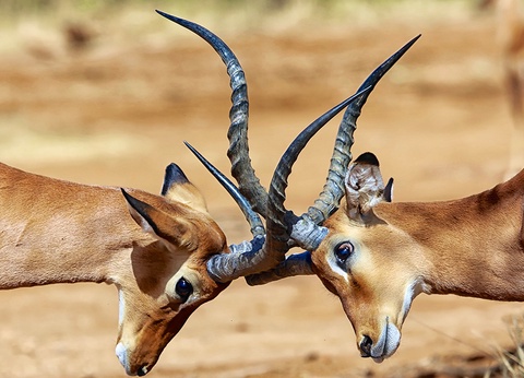 Ôclub Experience Jacaranda Beach Resort - 18