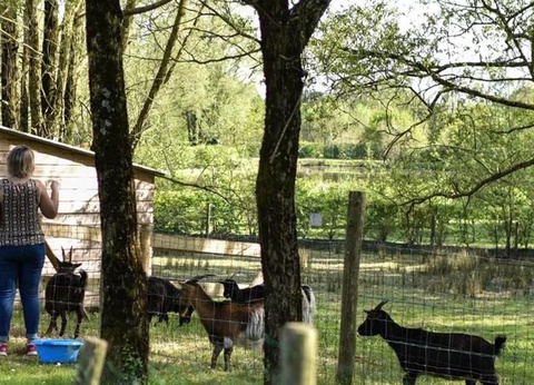 Camping Paradis - Domaine de Bellevue, 4* - 53