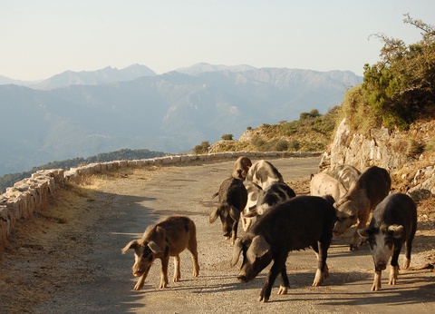 Corsica Tradizioni en demi-pension ( sans transport ) - 5